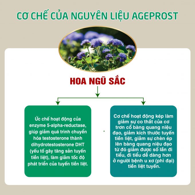 cơ chế tác dụng hoa ngũ sắc