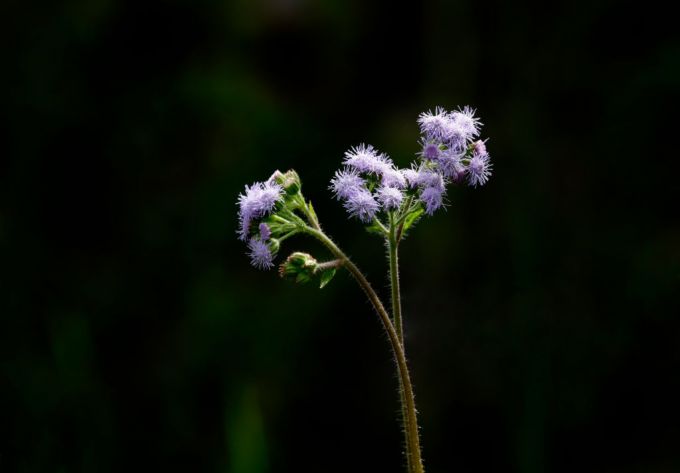diem-danh-nhung-loai-trai-cay-cuc-tot-cho-tien-liet-tuyen-ngan-chan-nguy-co-phi-dai-khong-kiem-soat4